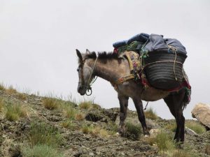 climbing mule