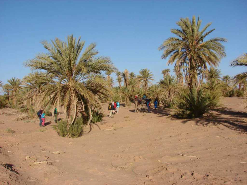 Jour 4 - Desert Trek avec des chameaux