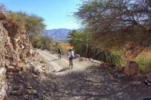 mountain biking in the valley of the draa with palm trees